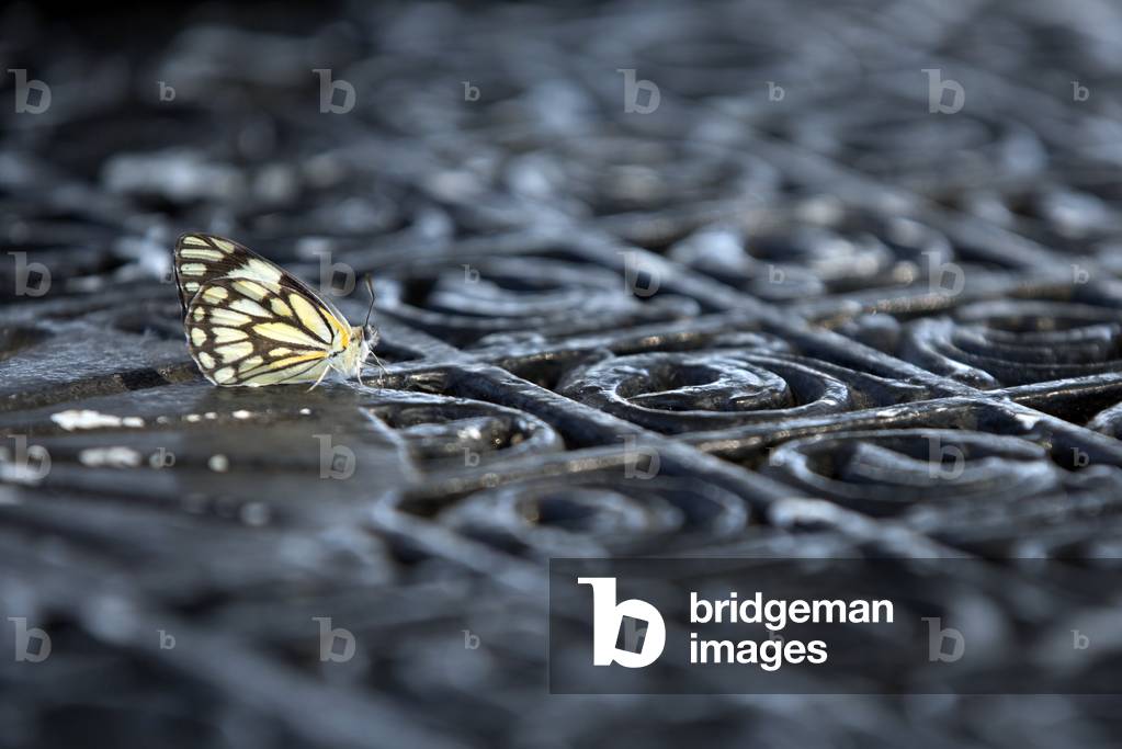 Kruger National Park, Butterfly, South Africa (photo)