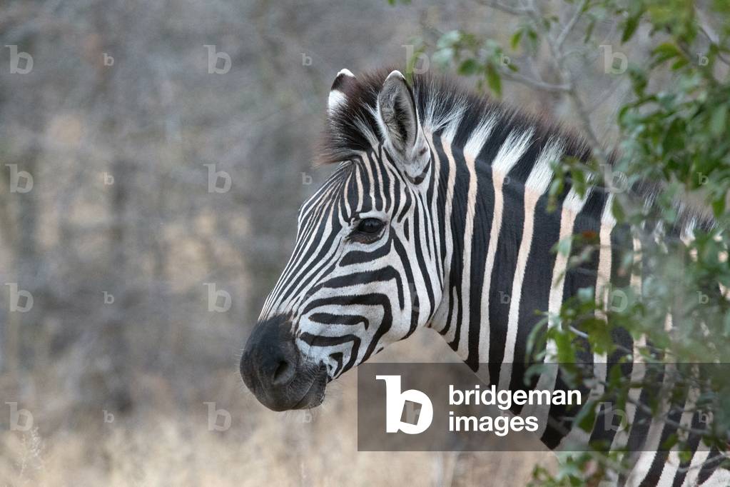 Zebra (Equus burchelli),   Kruger National Park, South-Africa, 2018 (photo)