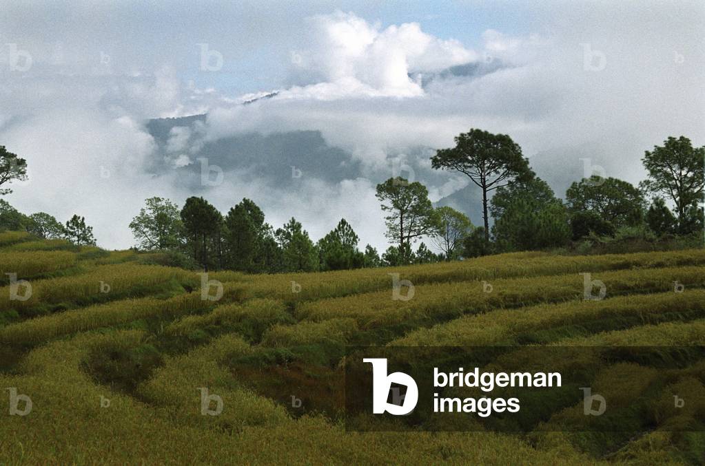 Bhutan - Fields in
