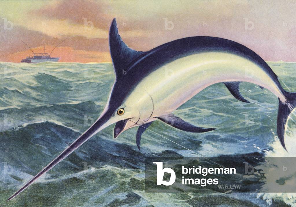 Sport Fishing: Leaping Swordfish, 1950 (colour litho)