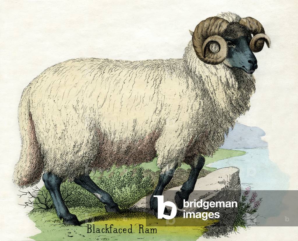Antique Print of a Norfolk Horn Ram, 1859 (engraving)