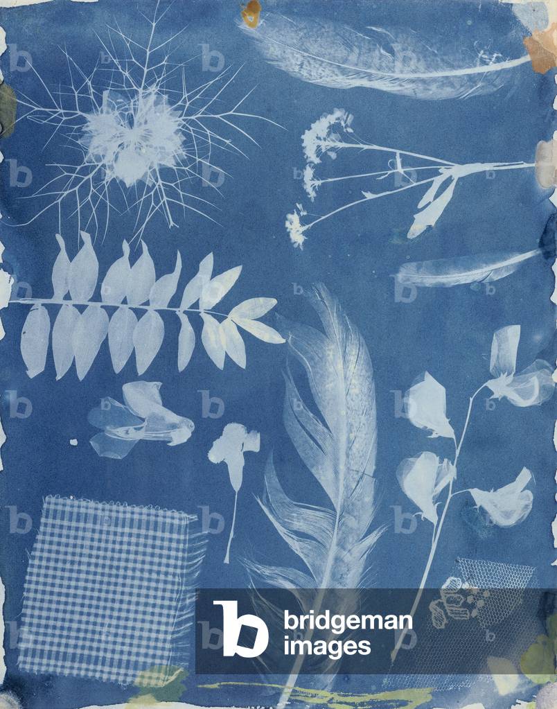 Plant Specimens by Bayard, c.1842 (cyanotype)