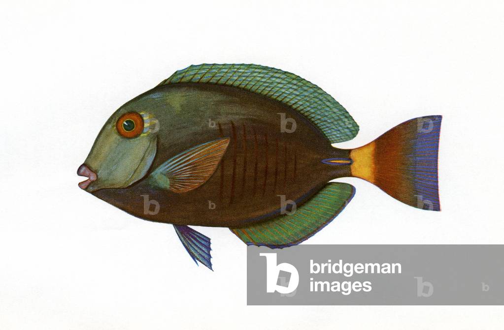 Vintage Print of a Brown Surgeonfish, 1922 (screen print)