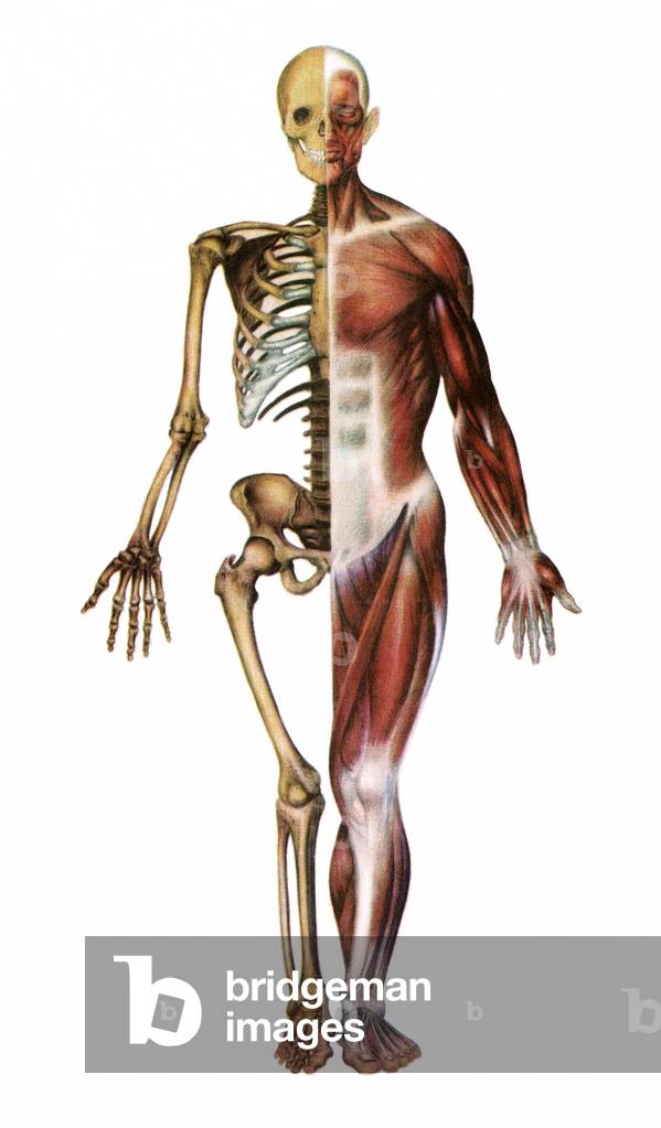 Anatomical Print of the Human Skeleton and Muscles, 1935 (screen print)