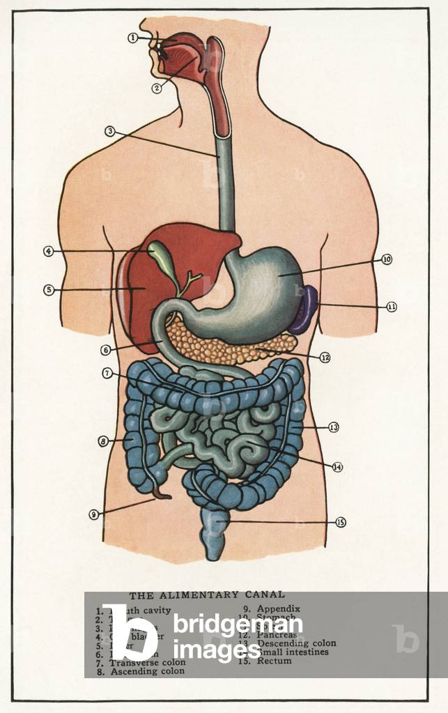Vintage Anatomical Print of the Human Alimentary Canal, 1912 (screen print)