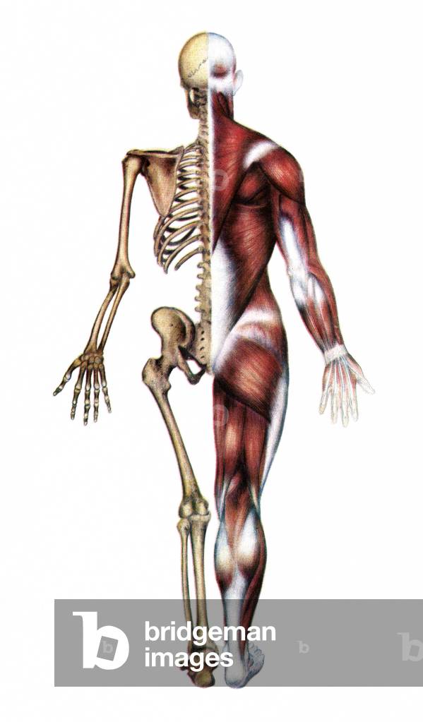 Anatomical Print of the Human Skeleton and Muscles, 1935 (screen print)
