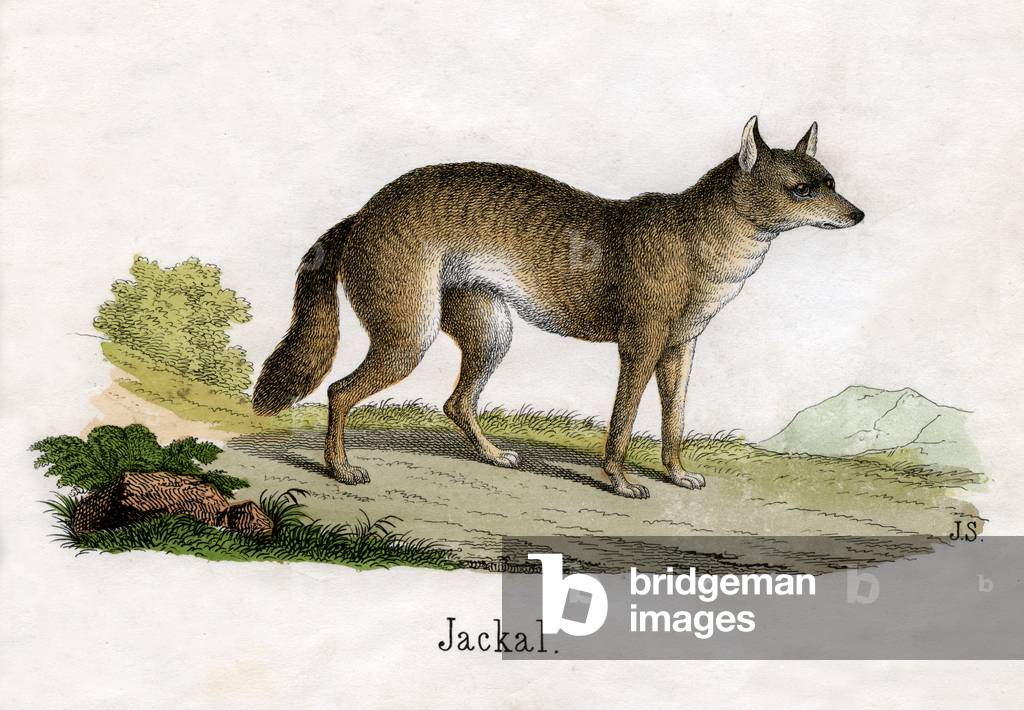 Antique Print of a Jackal, 1859 (engraving)