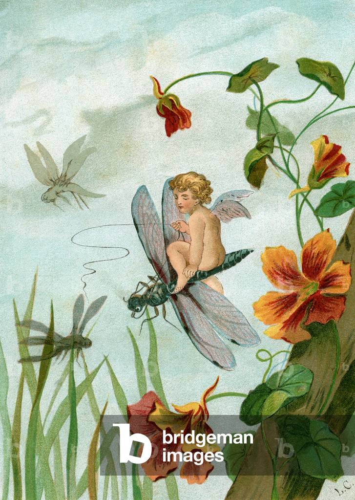 Winged Fairy Riding a  Dragonfly near Nasturtium Flowers, 1882 (chromolitho)