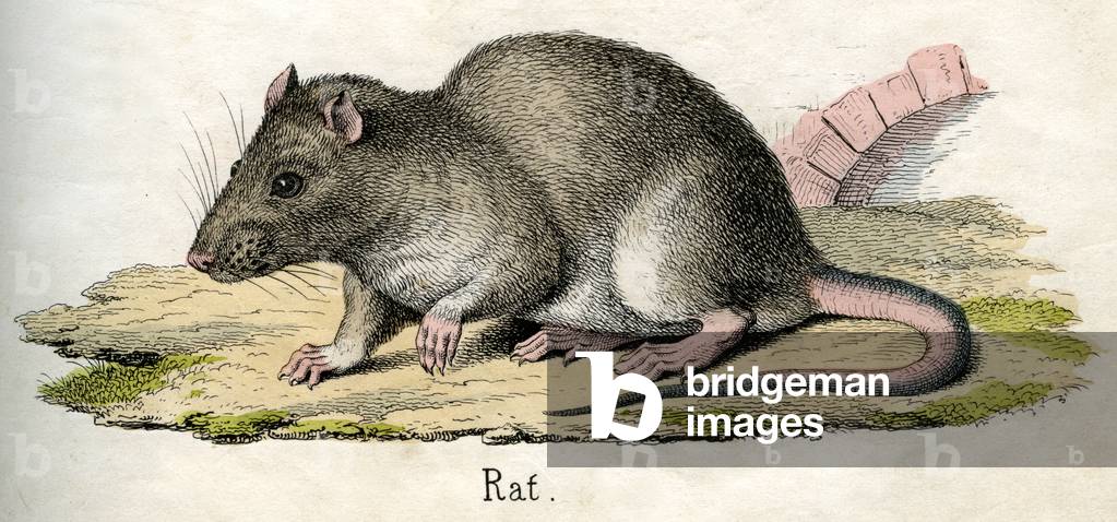 Antique Print of a Rat, 1859 (coloured engraving)