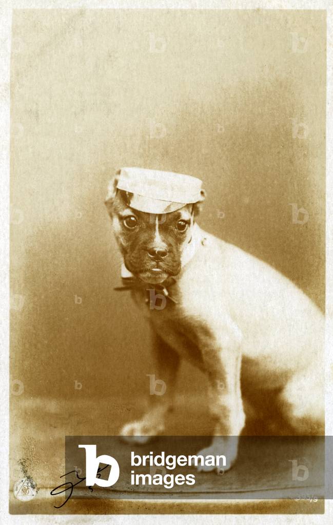 Boxer Puppy Wearing a Visor Hat, 1906 (gelatin silver print)