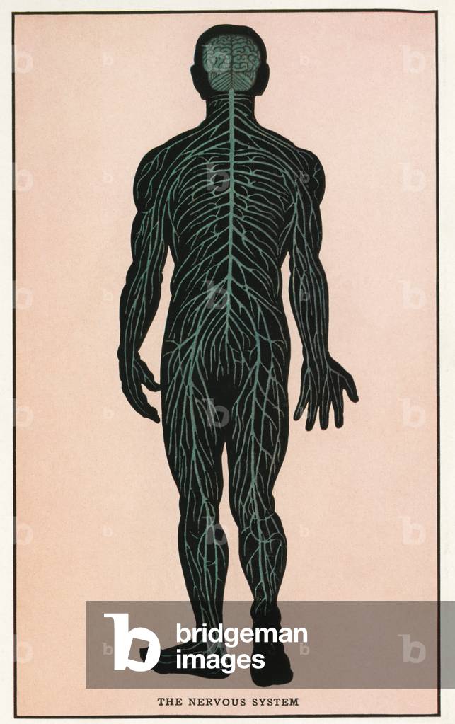 Vintage Anatomical Print of the Human Nervous System , 1912 (screen print)