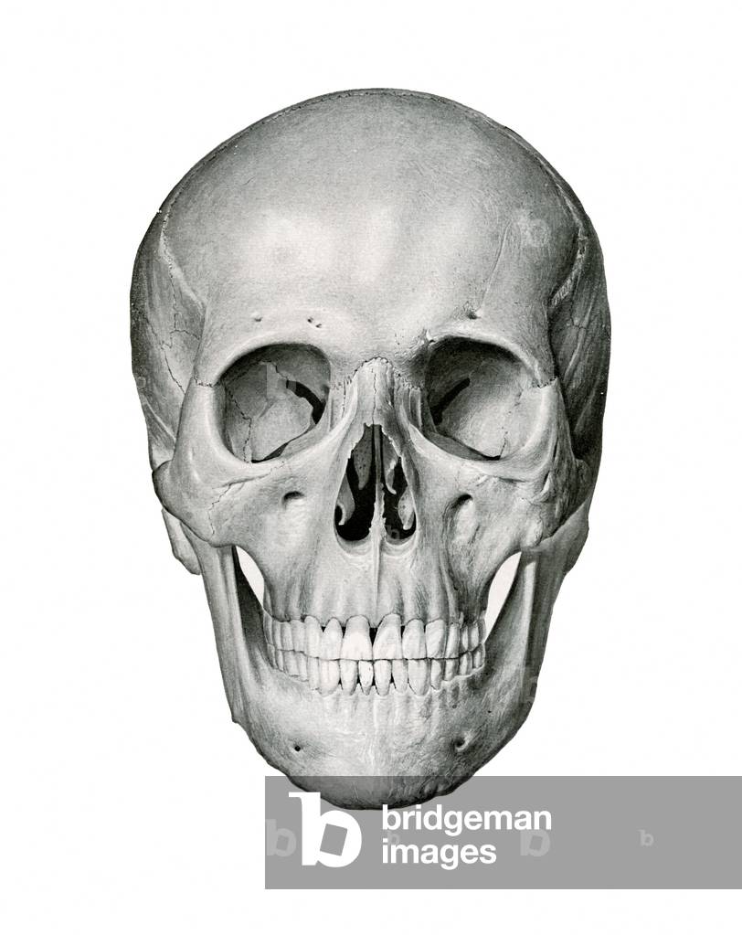Frontal View of Human Skull, 1917 (lithograph)