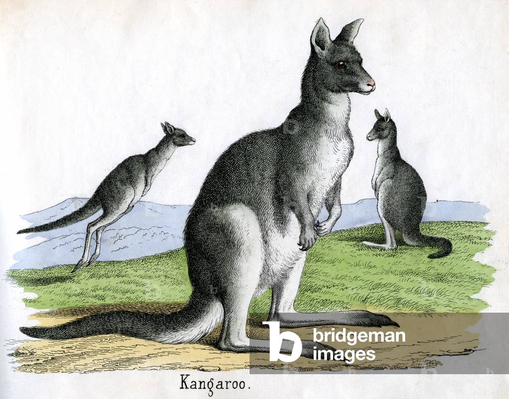 Antique Print of Kangaroos, 1859 (coloured engraving)