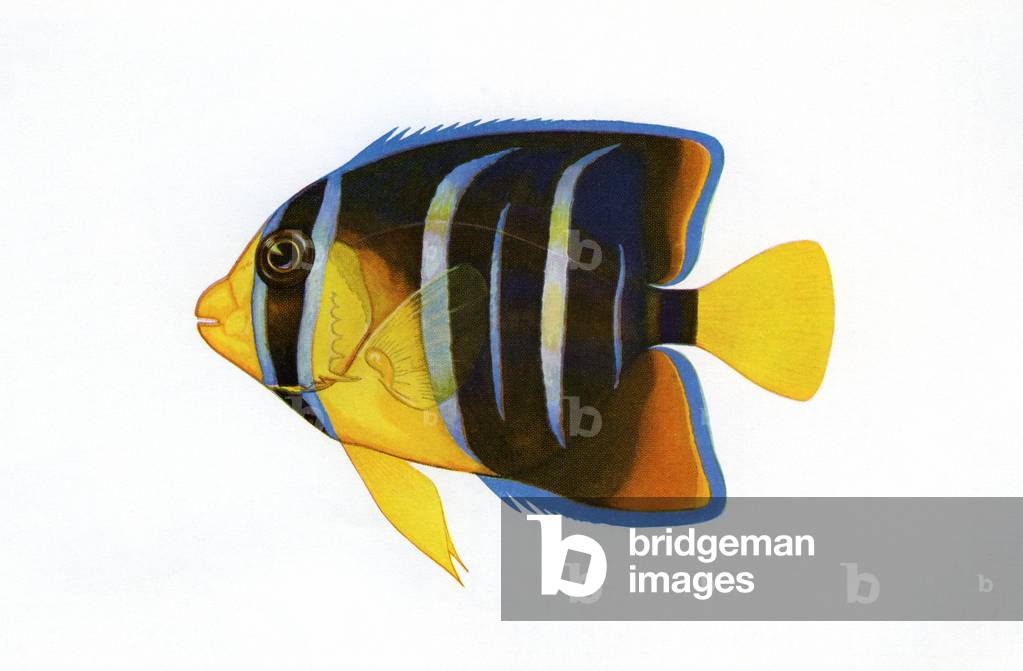 Vintage Print of a Queen Angelfish, 1922 (screen print)