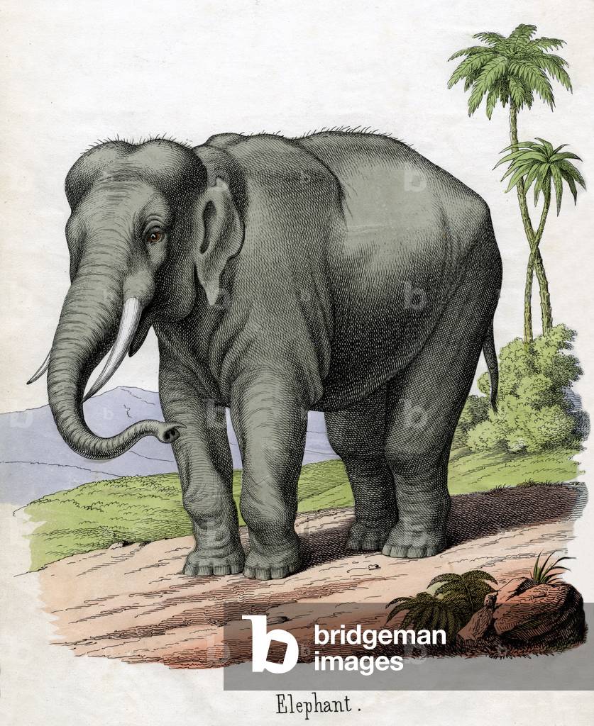 Antique Print of an Elephant, 1859 (coloured engraving)