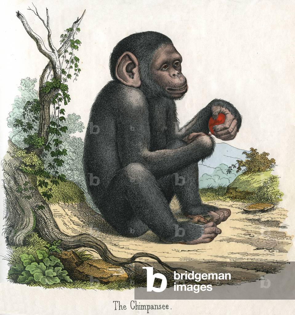 Antique Print of a Chimpanzee, 1859 (coloured engraving)