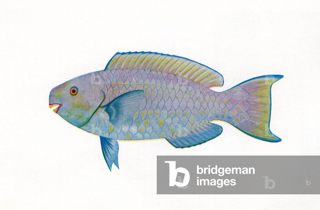 Vintage Print of a Blue Parrotfish, 1922 (screen print)