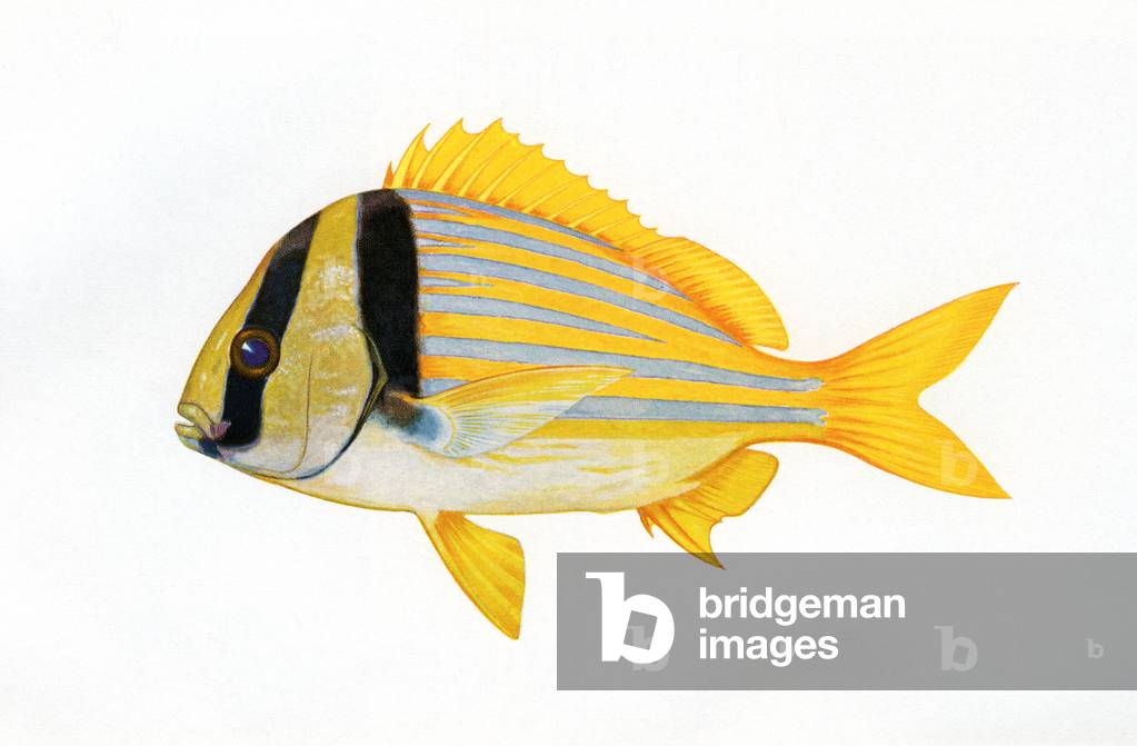 Vintage Illustration of a Porkfish, c.1920 (screenprint)