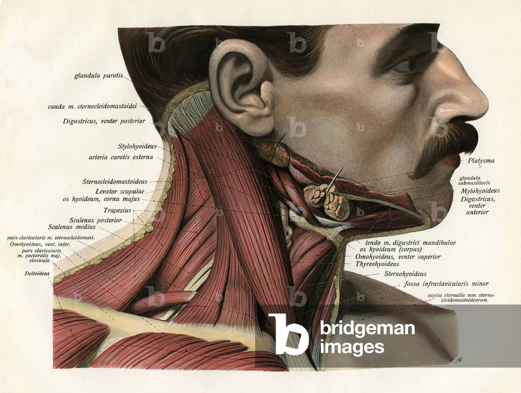 Lateral View of the Muscles and Glands of the Human Neck, 1906 (engraving)