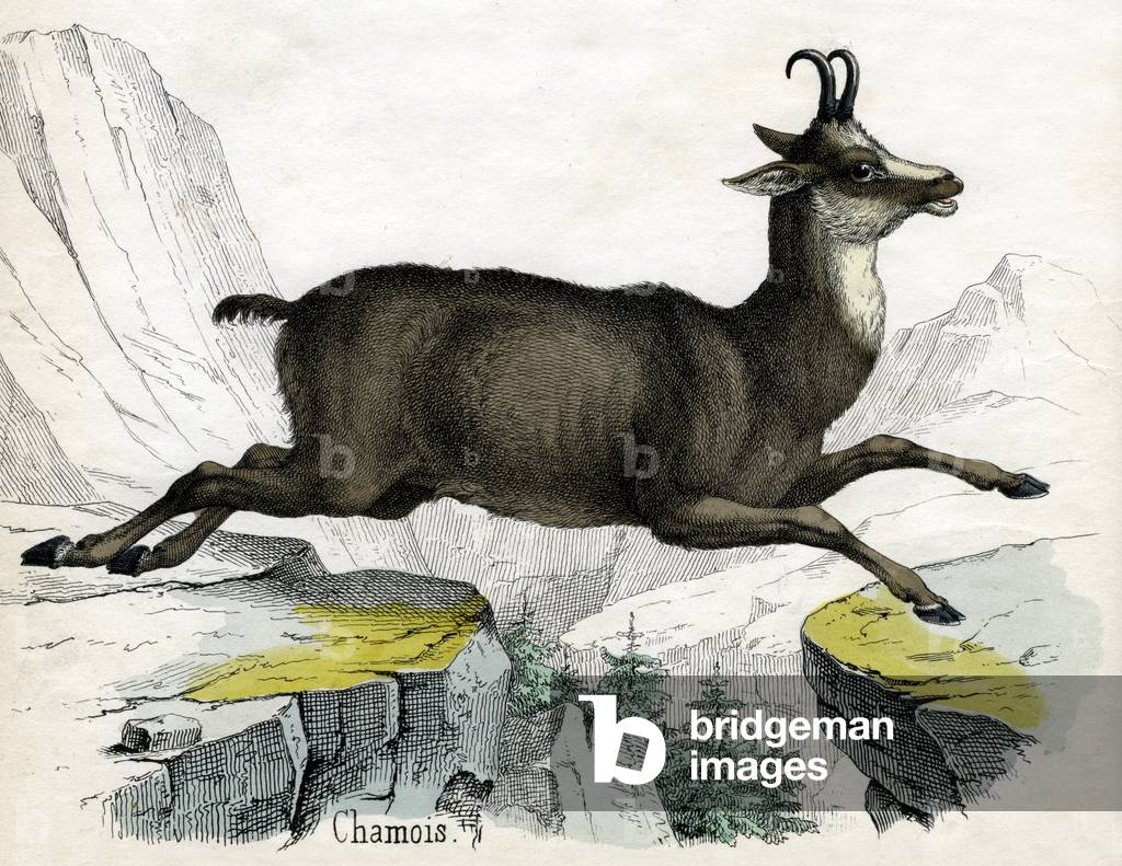 Antique Print of a Chamois, 1859 (engraving)
