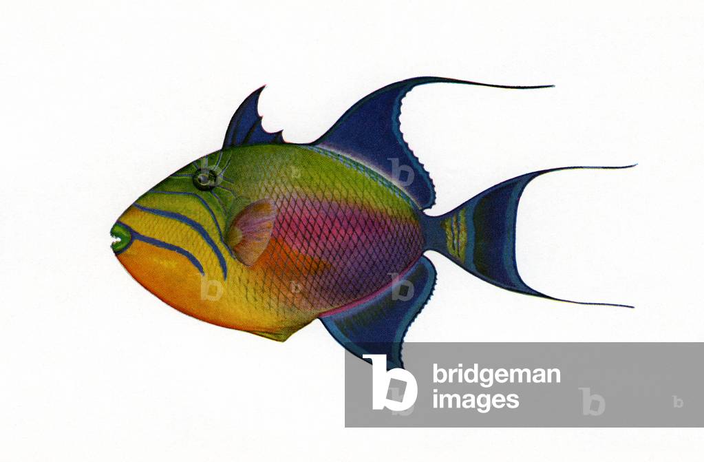 Vintage Illustration of Queen Triggerfish, c.1920 (screenprint)