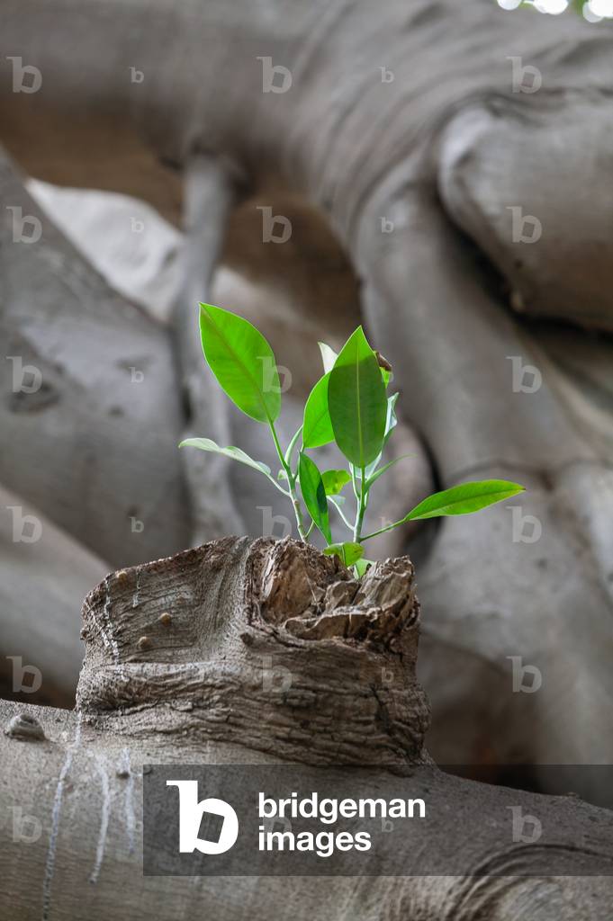 Botanical Gardens: bud of Ficus magnolioide, Palermo, Sicily, Italy (photo)