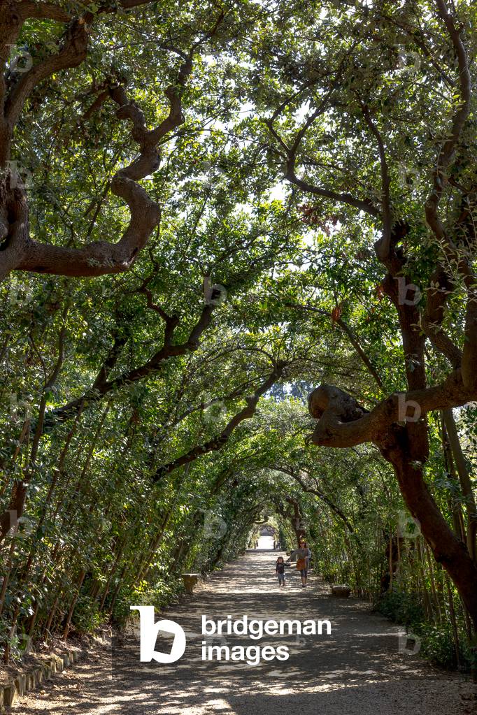 A three-lined alley, Boboli Garden, Florence, Italy (photo)