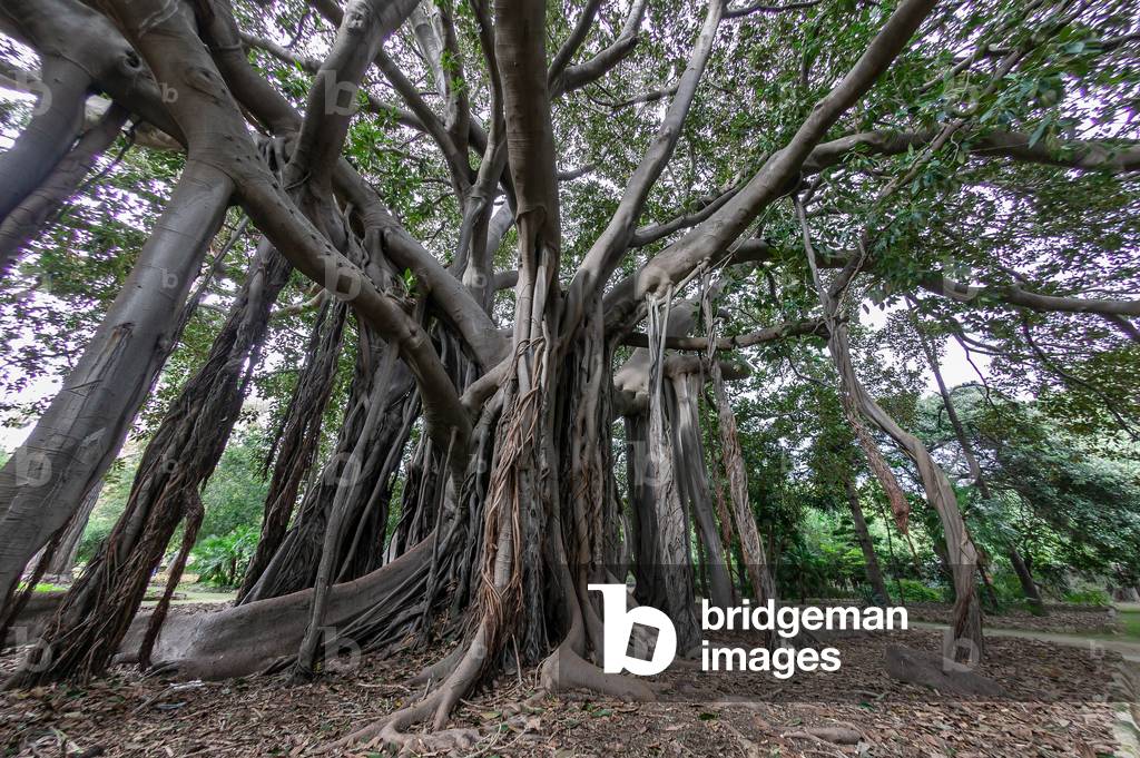 Ficus magnolioide, The Botanical Gardens, Palermo, Sicily, Italy (photo)