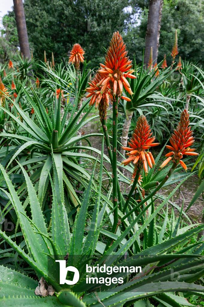 Botanical Gardens: blossom of an Aloe arborescens, Palermo, Sicily, Italy (photo)