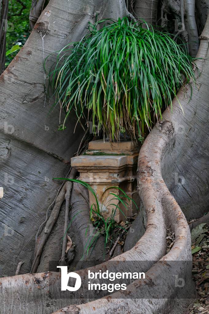 Vases incorporated by the roots of Ficus magnolioide, The Botanical Gardens, Palermo, Sicily, Italy (photo)