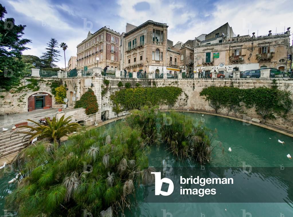 View of Aretusa Spring with the famous papyrus plants, Island of Ortigia, Syracuse, Sicily, Italy (photo)