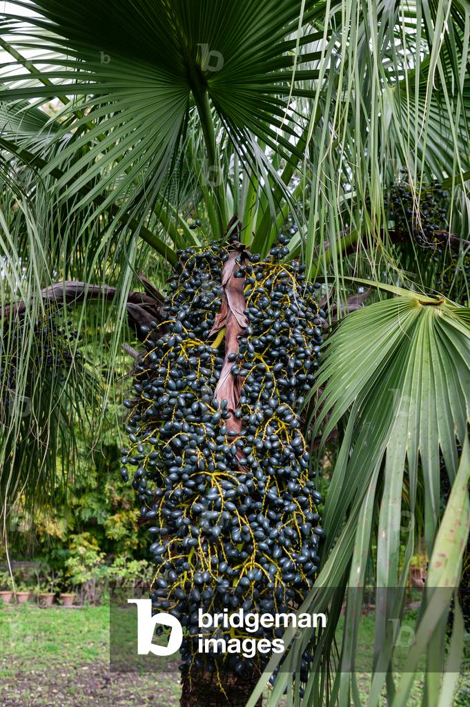 Botanical Gardens: palm dates, Palermo, Sicily, Italy (photo)