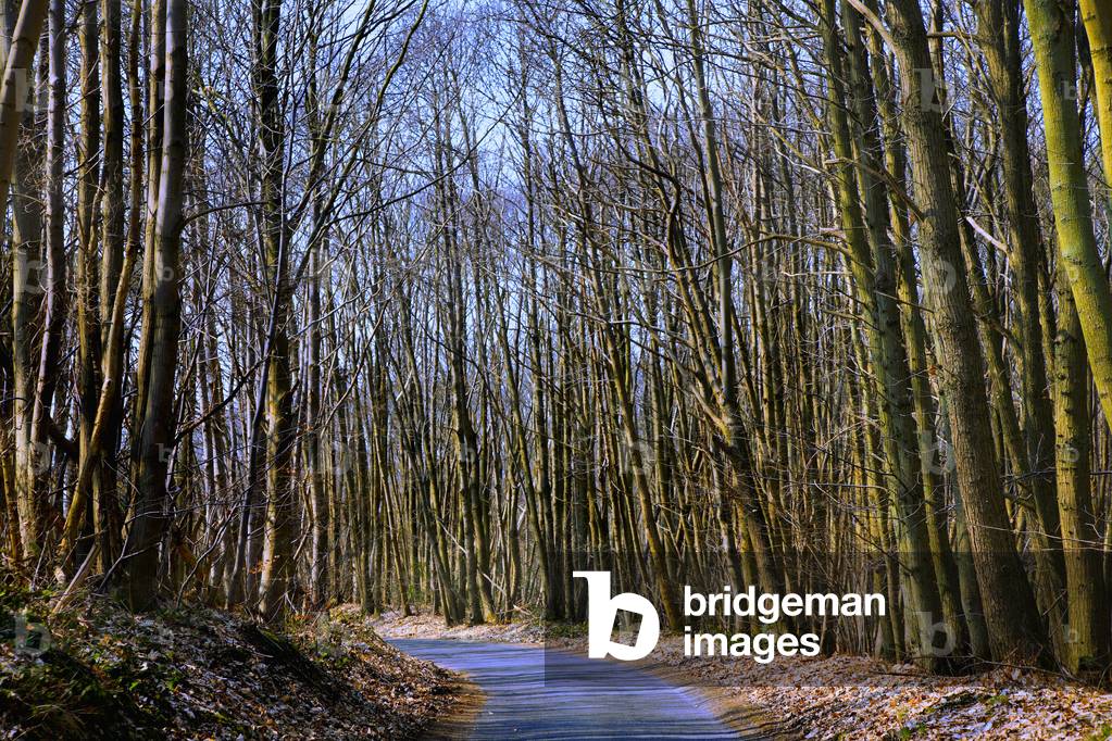 forest in winter, trees, road