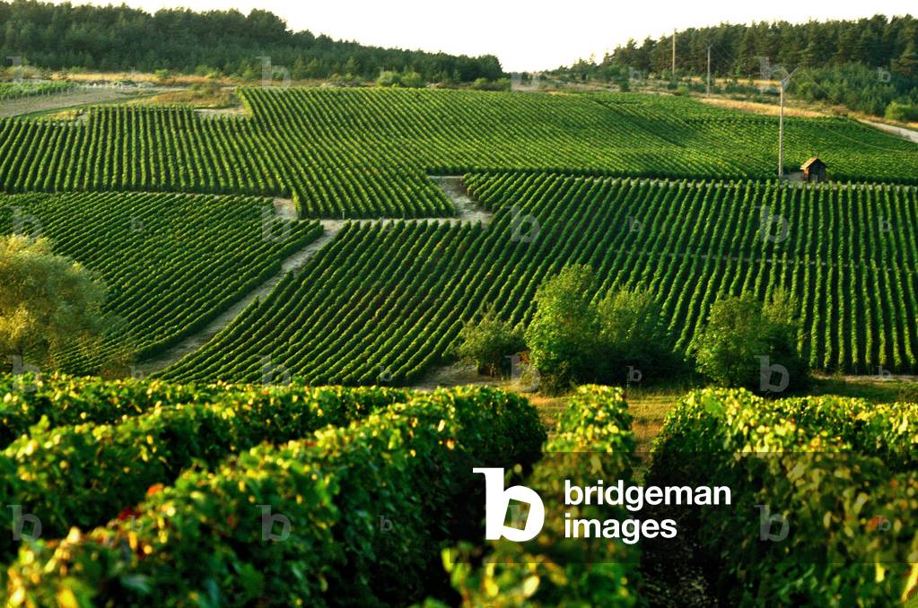 France - Aube - department 10 - Vineyard/Les Riceys