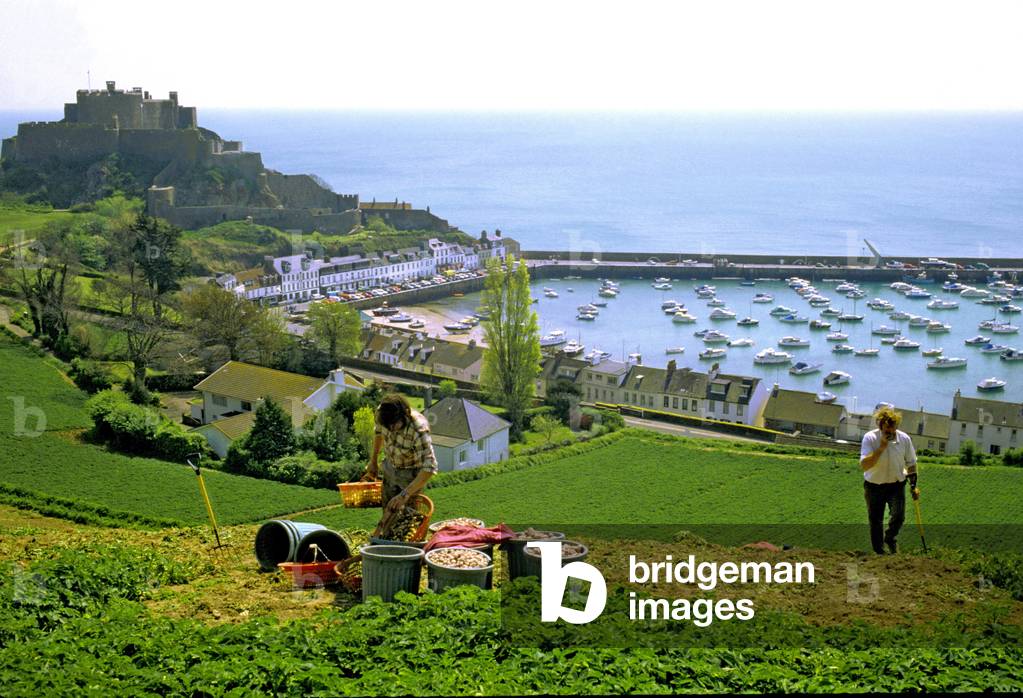 Anglo-Norman Islands: Jersey: Potato grubbing: near the port of Gorey