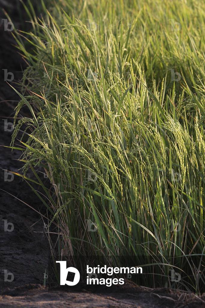 Senegal - Djoudj Natural Park: rice growing