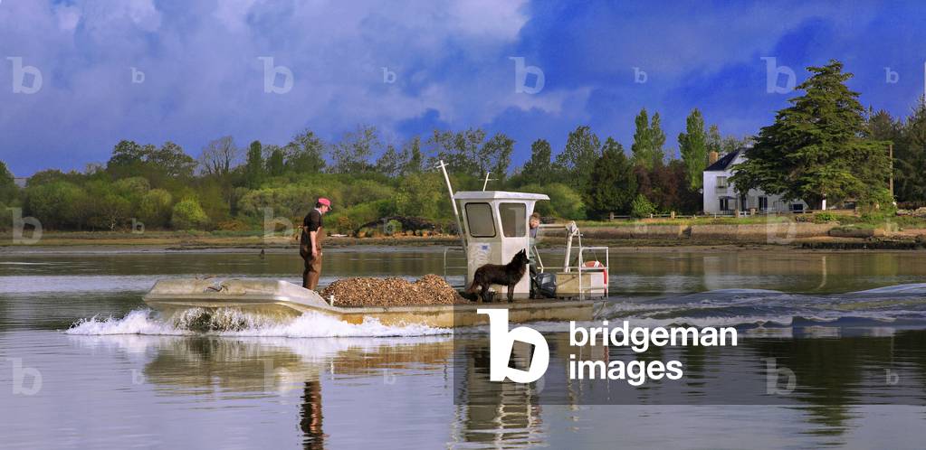 Brittany - Morbihan - department 56 - Ria d'Etel - Ostreicular plate on the Ria