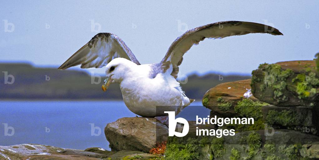 seagull