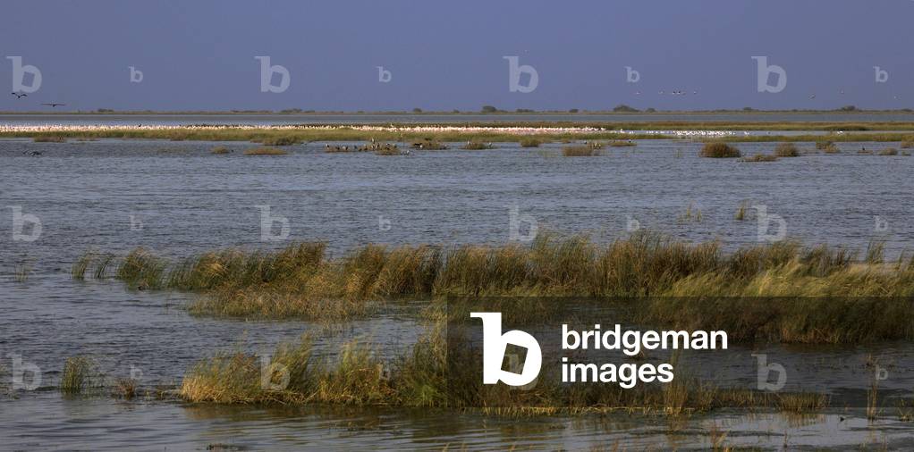 Senegal - Natural Park of Djoudj