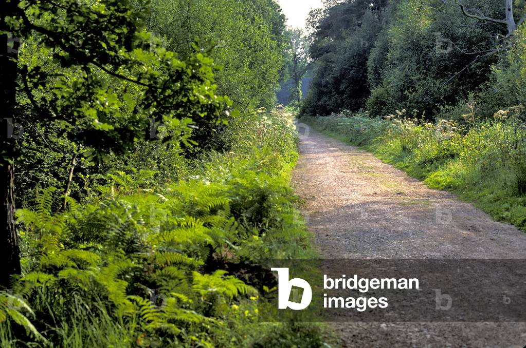 France - Nord - F.59 - Nord-Pas de Calais Regional Natural Park - Raismes-St Amand