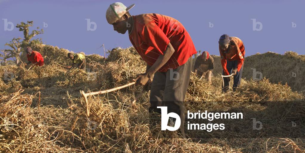 Senegal: peanut threshing