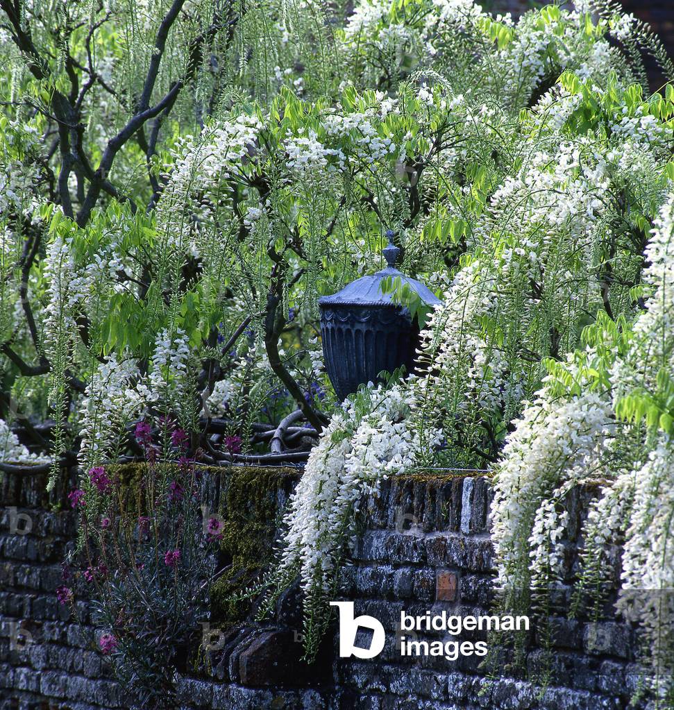 Wisteria floribunda 'Alba'/Japanese Glycine/Japanese Wisteria