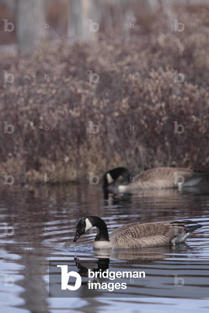 Branta canadensis/Canada Geese/Canada Goose