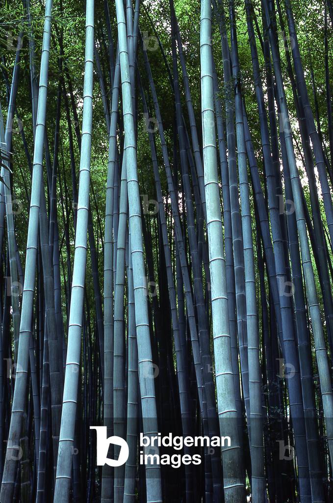 Phyllostachys pubescens/Bamboo