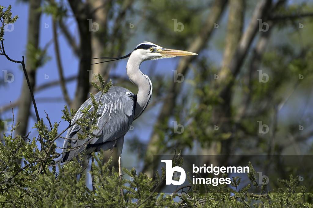 Ardea cinerea/Heron ash/Grey Heron