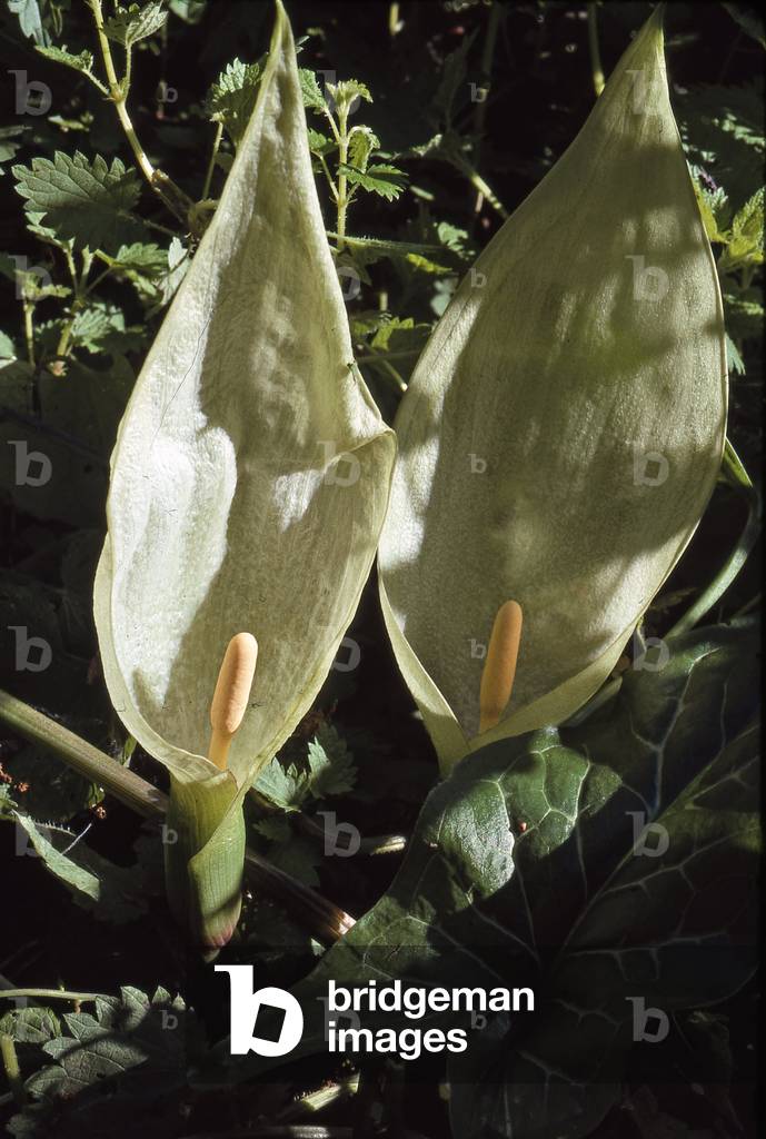 Arum italicum/Arum d'Italie/Italian Arum
