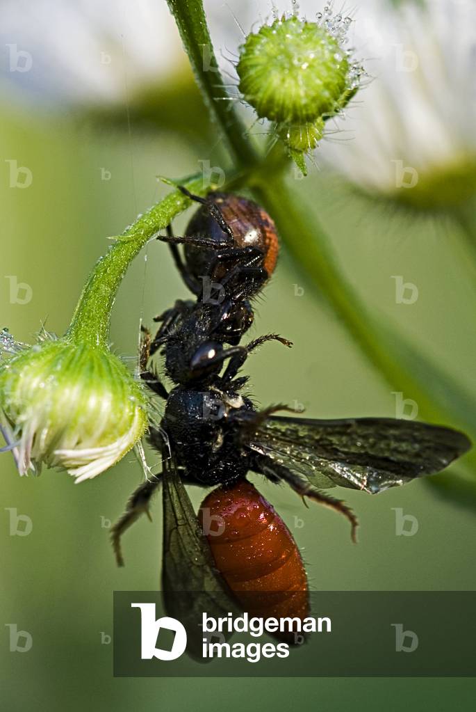 Synaema globosum/Araignee napoleon/Spider Crab/Prey/Pompilidae/Pompile sp