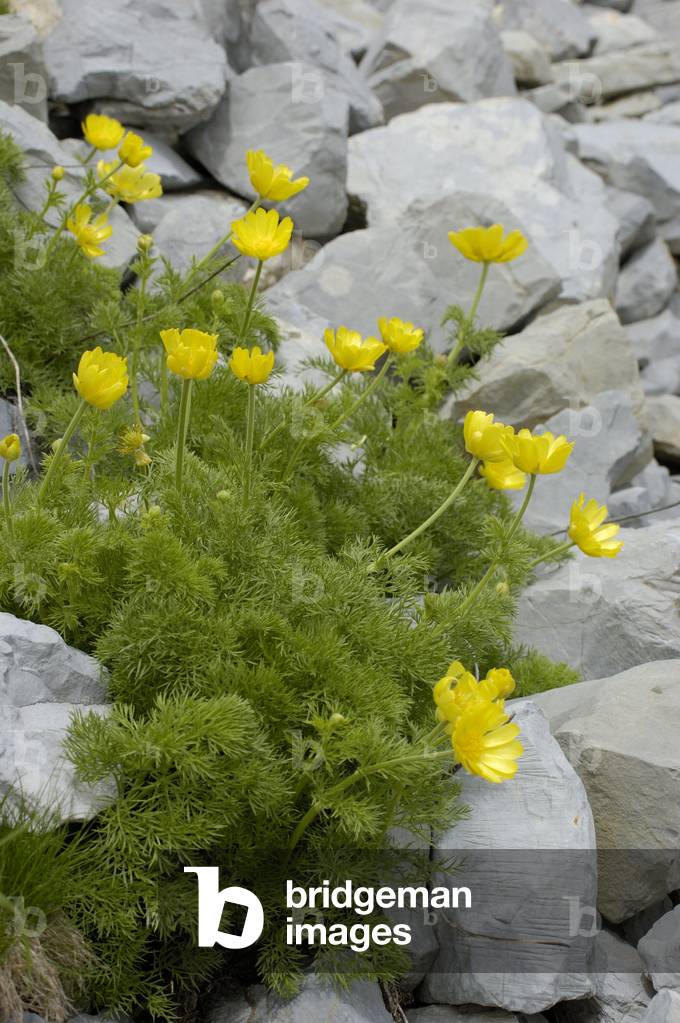 Adonis pyrenaica/Adonis des Pyrenees/Pyrenean Pheasant's Eye