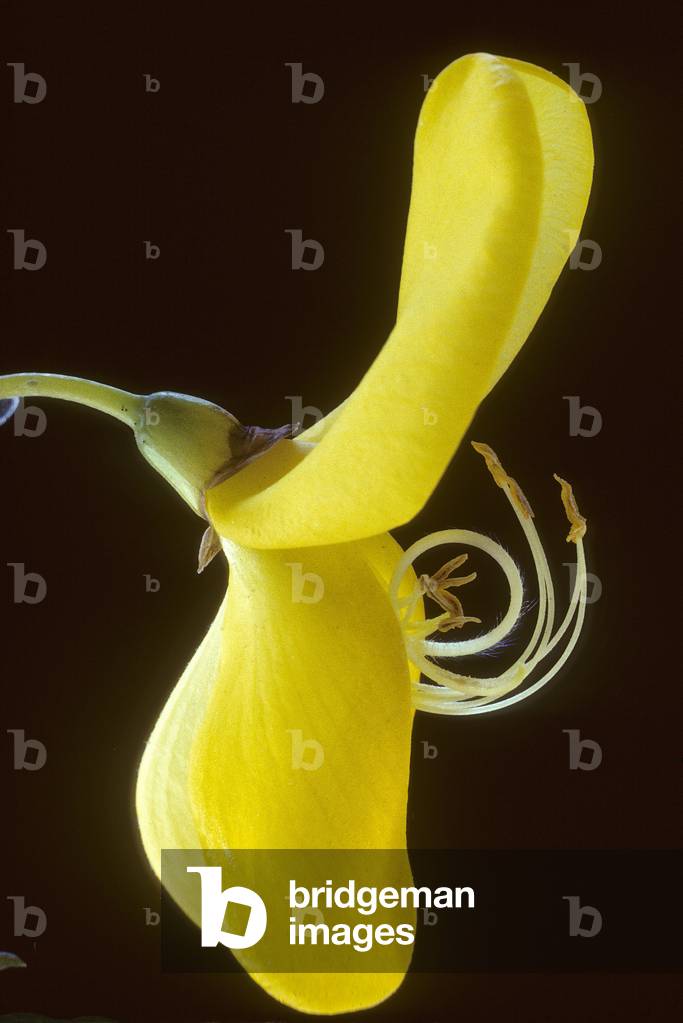 Cytisus scoparius/Broom Genet/Common Broom