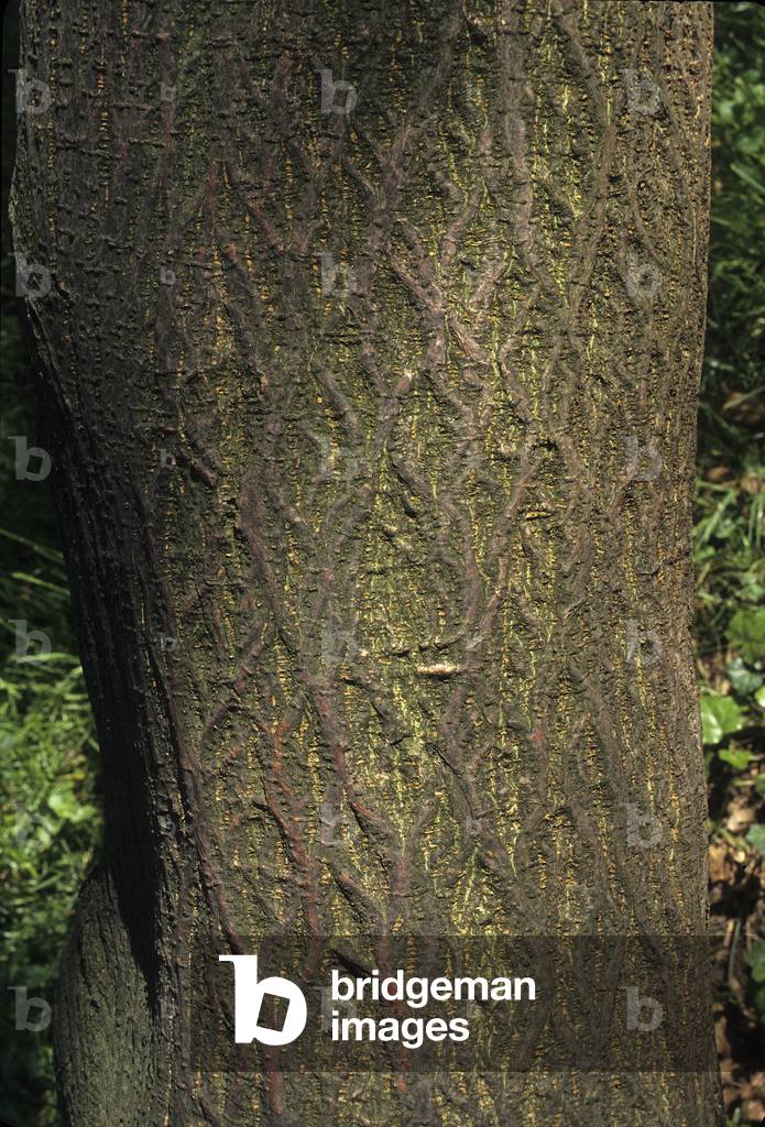 Broussonetia papyrifera/Paper murier/Chinese murier/Paper Mulberry/Tapa Tree